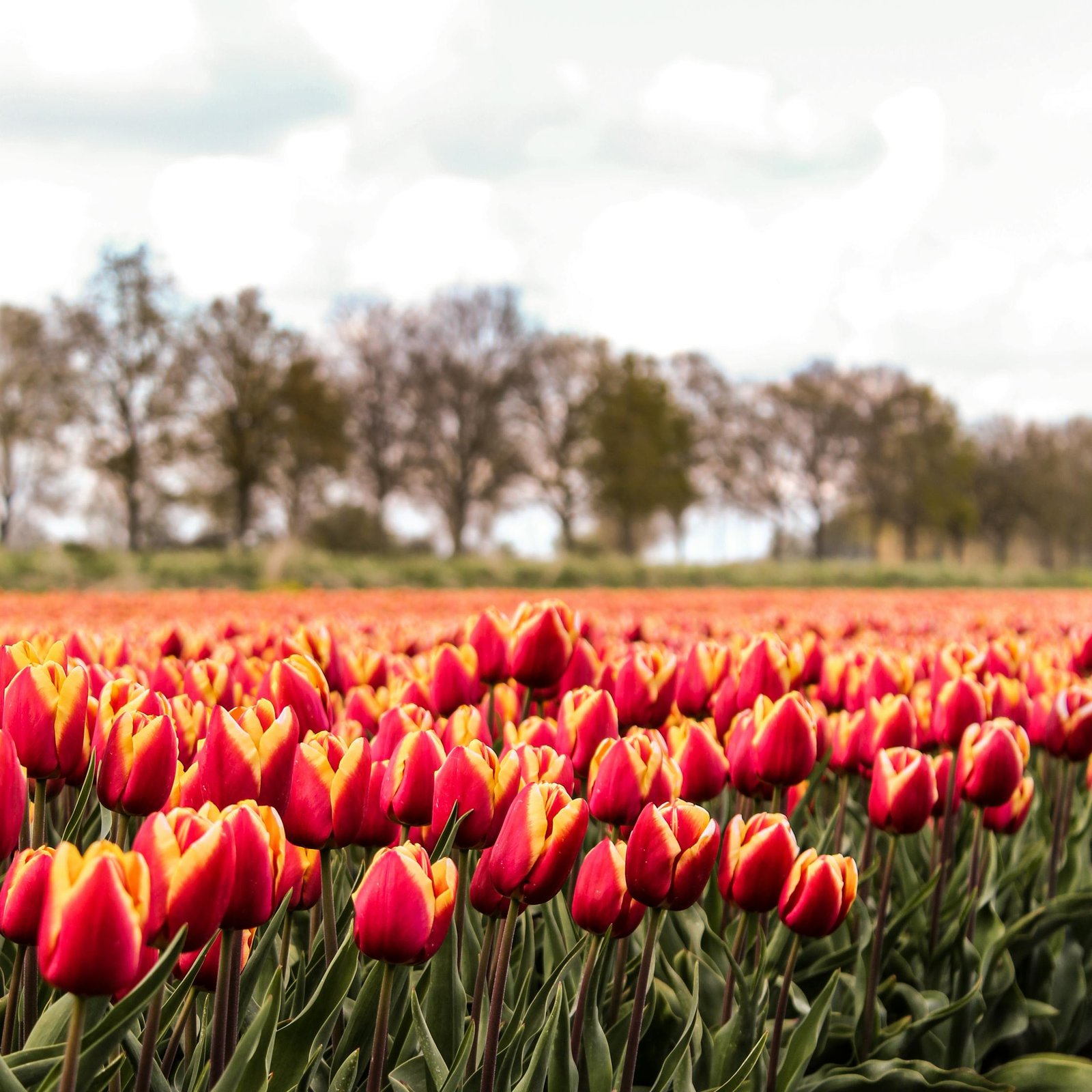 pexels jasmijn van der maaten 822438 7917092